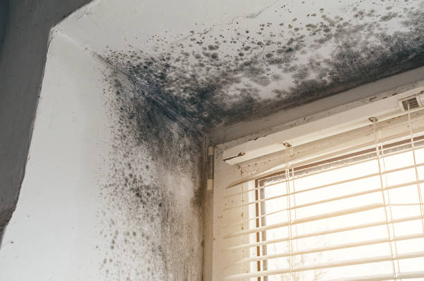 Affordable Crawl Space Mold Remediation solutions in Bonlee, NC